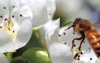 Hort sector finds funding tight