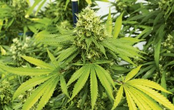 BOP company aims to get green gold from region