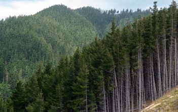 Taxing forestry investment income