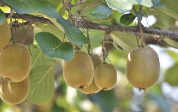 Red kiwifruit finally gets green light from Zespri