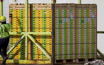 Kiwifruit Grower Judge rules for growers on multi-million dollar kiwifruit claim