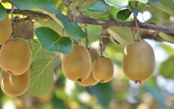 Bay company makes the cut in global agri-tech list