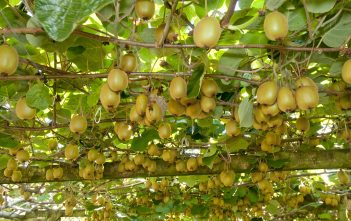 Growers heartened despite Appeal Court ruling