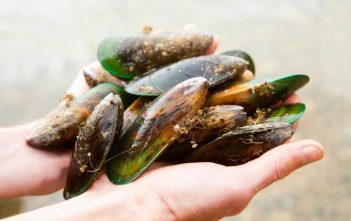 Bay impact fund’s inaugural investment goes to Ōpōtiki mussel farm