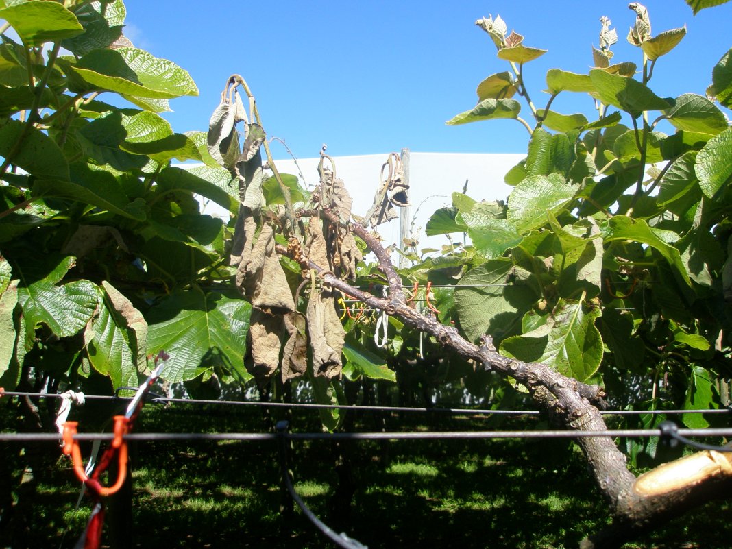 Kiwifruit vines