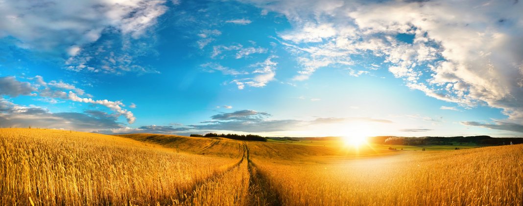 Beautiful natural landscape panorama of golden wheat field at sunset against background of evening blue sky with clouds. Bright colorful pastoral image.